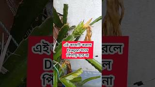 Ants problem solution in Dragon Fruit / ড্রাগন ফলে পিঁপড়ের সমস্যার সমাধান  #dragon #viral #shorts