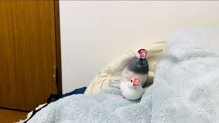 文鳥の交尾と文鳥かくれんぼの様子☆Java Sparrow.