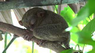 Tarsius turning head and blinking