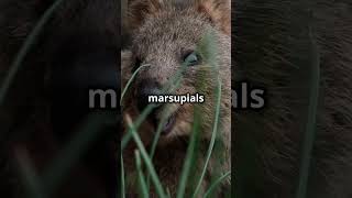 Quokkas Are the HAPPIEST Animals On Earth