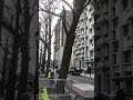 A pipe broke under this street tree