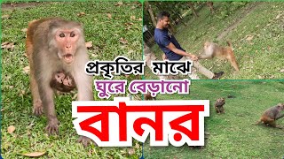 Monkey || বানর || Travels Bangla