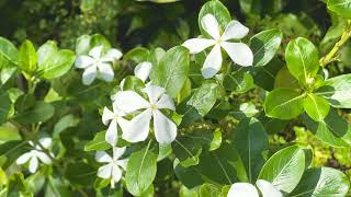 Gardenia brighamii