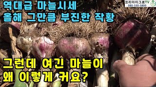 역대급 마늘시세!! 올해 그만큼 부진한 작황...그런데 여긴 마늘이 왜 이렇게 커요?