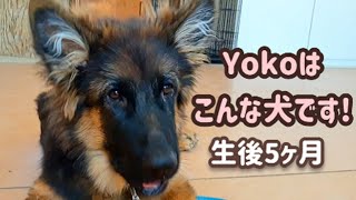 【ジャーマンシェパード】生後５ヶ月になりました！性格は？健康面は？[German Shepherd] 5 month old puppy! Personality and Health