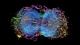 Inside the Integrated Mitotic Stem Cell