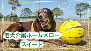 【老犬介護ホームメロー】スイートありがとう