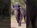 elephant nature explore animals elephant elephantvideo love relaxing beautiful