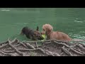 Digital Dive: Toxic Algae killing pets