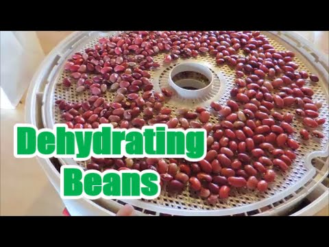 Dehydrating Beans for Storage Dehydrating Beans for Storage