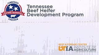 Tennesssee Beef Heifer Development Program