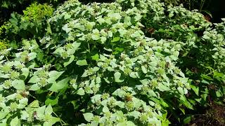 Clustered mountain mint... a bee buffet