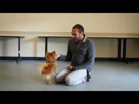 Tip Tuesday: How To Stop A Dog From Licking People Tip Tuesday: How To Stop A Dog From Licking People