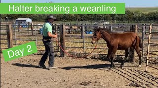 Halter breaking a weanling colt~Day 2