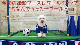 ワールドカップ日本代表？！マルチーズごま