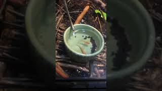 Ribbon snake feeding time!!