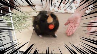 トマトどっち？楽しいおやつタイムなモルモット　Guinea Pig Eats Tomato