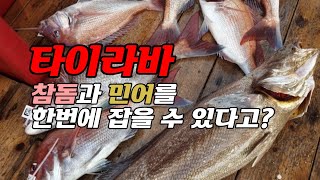 [오션88] 타이라바 / 참돔과 민어를 한번에 잡을 수 있다(?)