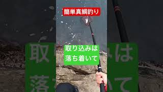 簡単真鯛釣り#カゴ釣り #釣り #fishing