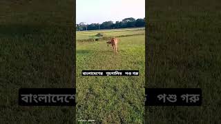 বাংলাদেশের ন গৃহপালিত পশু গরু।।