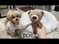 無実なのに尋問され続ける愛犬【トイプードル マルプー】