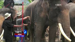 Pelatihan Gajah Menghalau Gajah Liar - NET5