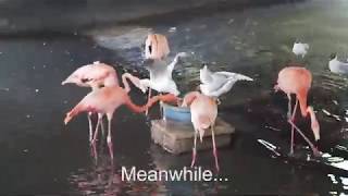 Flamingos at The Llanelli Wildfowl and Wetlands Centre WWT 2019