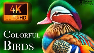 The Greatest Bird Collection in Stunning 4K 60FPS HDR#birds #nature #4k60fpsvideos #relaxingmusic