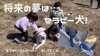 将来の夢は…セラピー犬！ラブラドールレトリバー　キャプテン#112