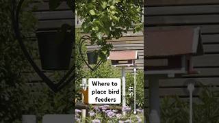 Where to place bird feeders #birdfeeder