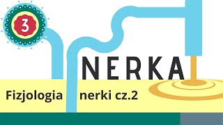 Nerka 3: Fizjologia nerki - układ RAA, ANP