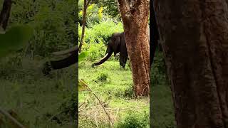 bandipur കാട്ടിൽ ഒറ്റ ആന.... അടുത്ത് കണ്ടു#video#elephant#forest