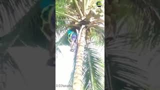 தென்னை மரம் பனை மரம் ஏறுவதற்கு எளிய கருவி | coconut tree claiming machine | How to use