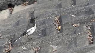 Japanese Wagtail vs. Bull-headed Shrike セグロセキレイがモズ♀の縄張りで虫を捕食していると…