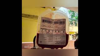 blood transfusion in a male lab