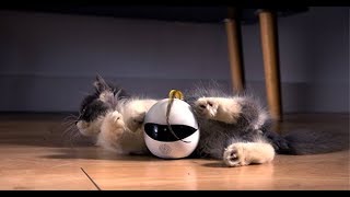 Ebo - Robot Companion for Your Cat