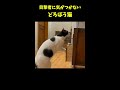 現場で張り込みをする猫警察 猫 保護猫 shorts