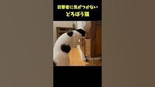 現場で張り込みをする猫警察 / #猫 #保護猫 #shorts