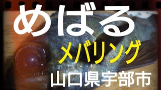 【2月8日】宇部２月のメバリング