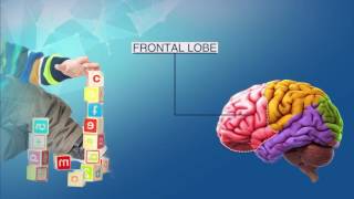 Role of DHA, ARA and phospholipids in cognitive development of infants