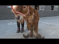 Watch This Neglected Pony Turn Into The Most Beautiful Boy | The Dodo