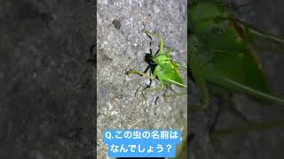 【虫クイズ】Q.この虫の名前はなんでしょう？