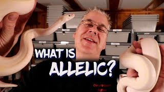 "Allelic" ball python genetics explained!