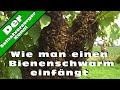 Wie man einen Bienenschwarm einfaengt