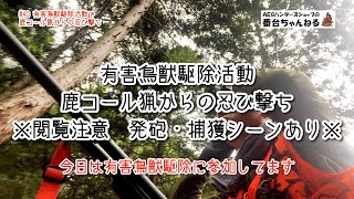 有害鳥獣駆除活動 鹿のコール猟からの忍び撃ち ※閲覧注意　発砲・捕獲シーンあり※