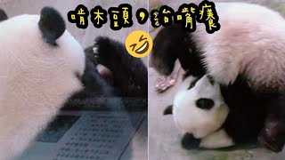 泡澡好涼快，圓寶泡超久|熊貓貓熊The Giant Panda Yuan Yuan and Yuan Bao|台北市立動物園