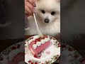 ケーキをむさぼるポメラニアン（早送り風）