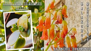 Kalanchoe Panamensis/Kalanchoe Marnieriana Plant care | Different succulents for hanging baskets