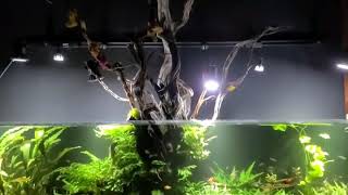 2400 수조 레이아웃 영상 (Aquarium layout 2400 tank)