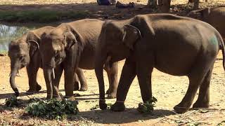 UDAWALAWE ELEPHANT TRANSIT HOME - SRI LANKA